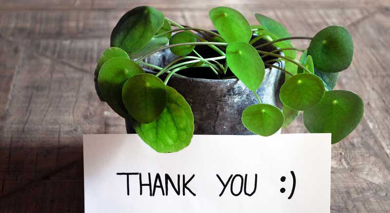 Potted plant and card that says "thank you"