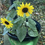 Green pot with sunflowers
