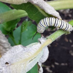 Monarch caterpillar on a plant