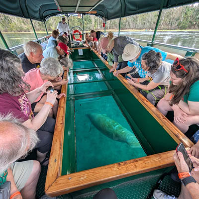 Glass bottomed boat trip