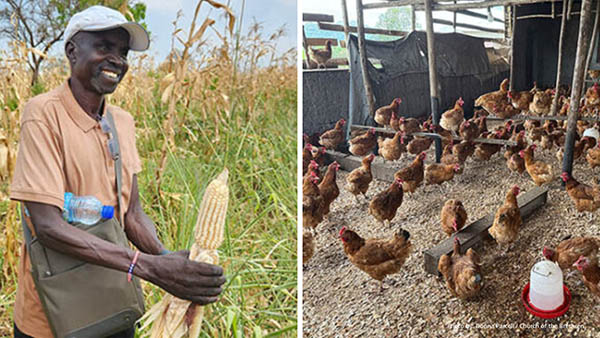 Smiling man with corn. A flock of chickens.