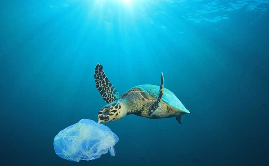 سلحفاة بحرية تحمل كيساً بلاستيكياً
