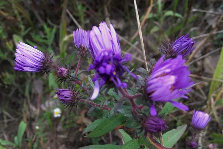 Purple flower buds