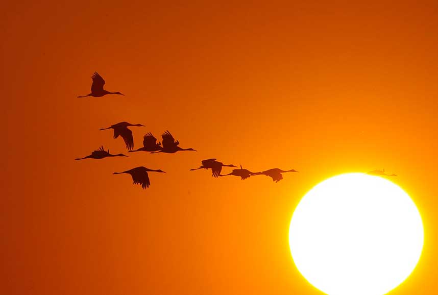 Cranes flying over a setting sun