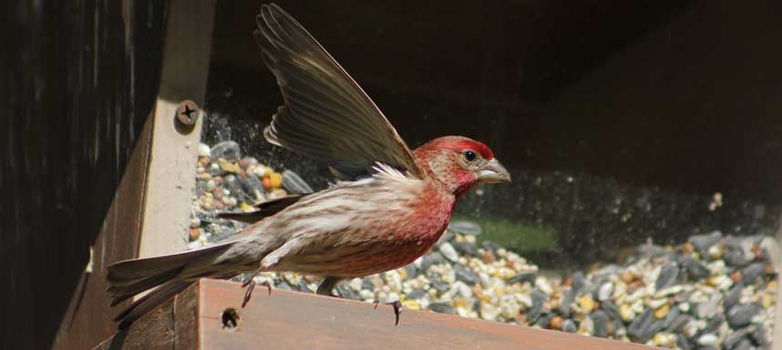 House finch at feeder