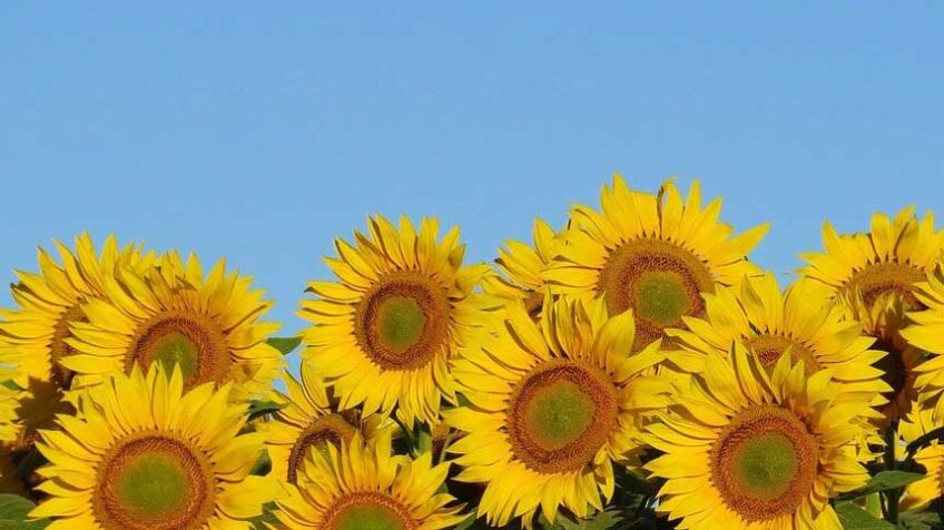 Sunflowers beneath a blue sky