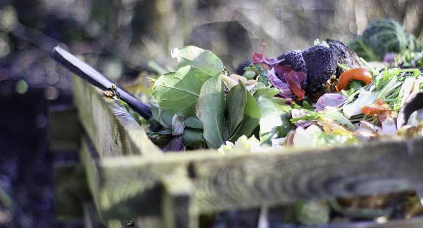 vegetable scraps in compost bin