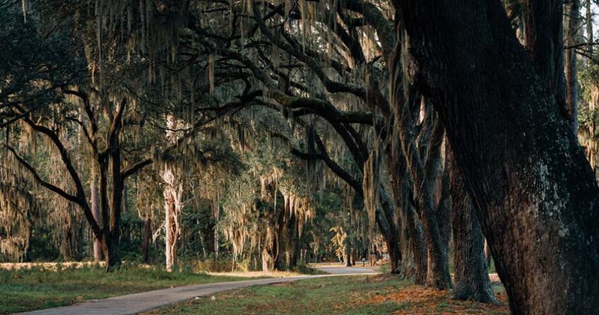 Trees with Spanish moss hanging over a path