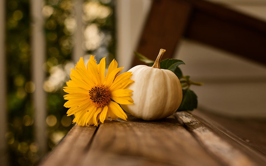 Image of a pumpkin and sunflower