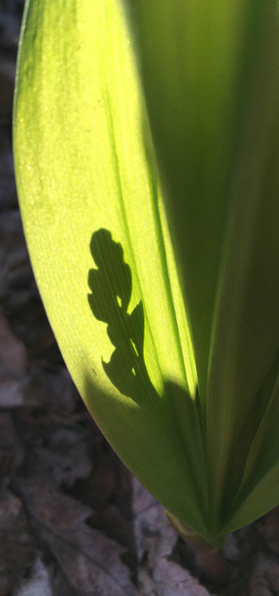 Light shining on a plant