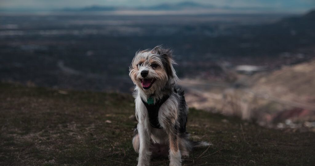 Happy-looking dog with wind blowing