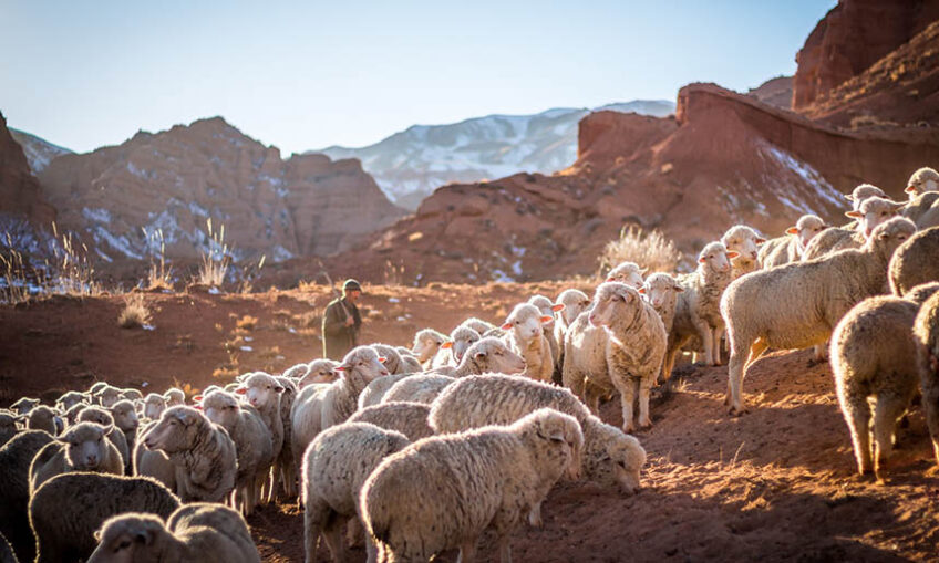 Sheep in front of rocky hills. A person in a hat and coat carries a stick over his shoulder.