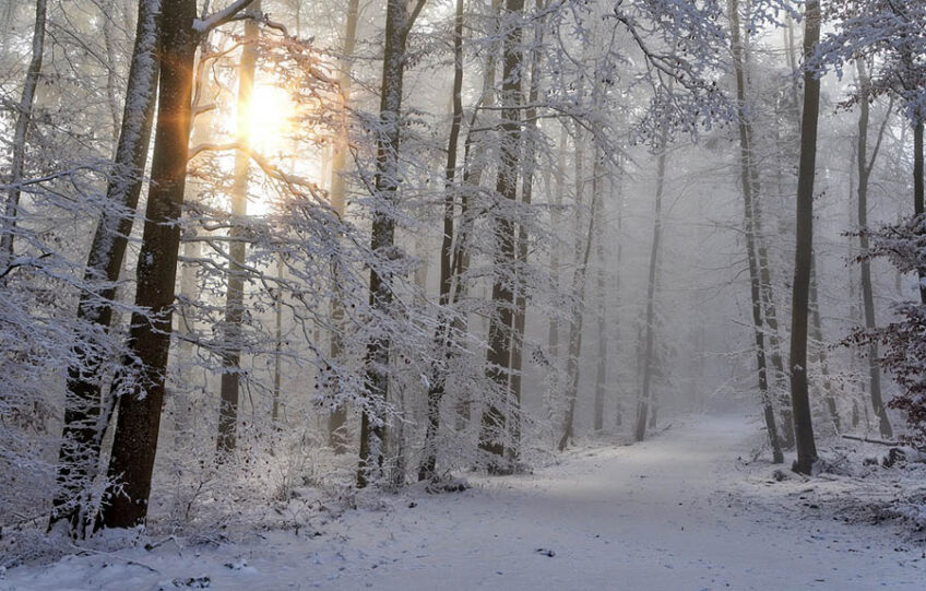 Snowy path in the woods