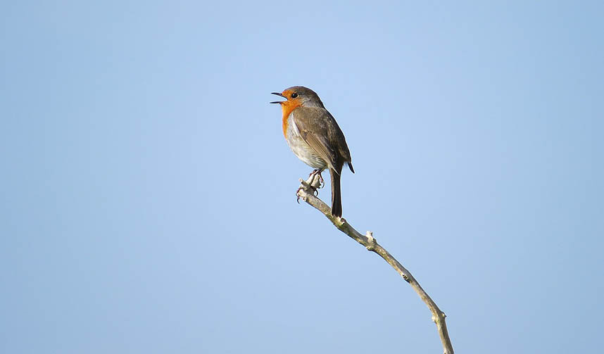 Robin chantant sur une branche