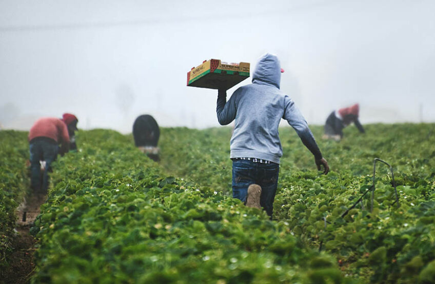 Workers running with boxes of strawberries in a field