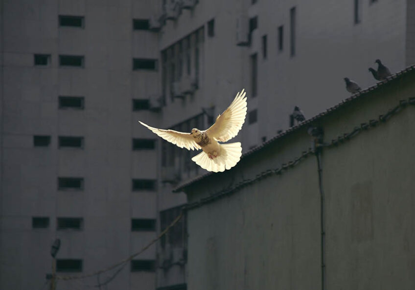 Light dove flying against a dark background