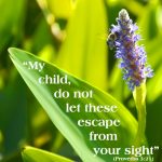 Bee on flower with text from Proverbs 3