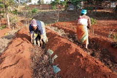 adding-compost-material-to-the-trench