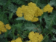 DSCF1140