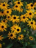 DSCF1142