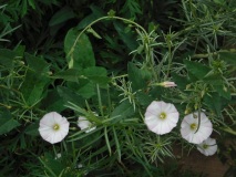 DSCF1144