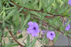 DSC_0435.jpg