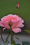 DSC_0285.jpg