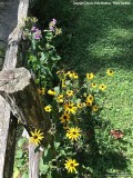 IMG_6381.jpg