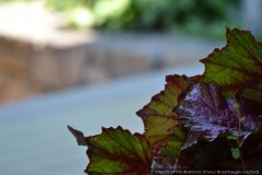 DSC_0186.jpg