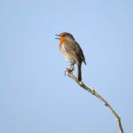 Robin cantando en la rama