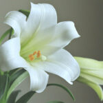 Lilies