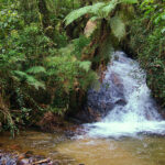 Stream surrounded by vibrant foliage