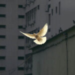 Light dove flying against a dark background